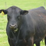 A breeding soundness exam is useful for both young and older bulls.