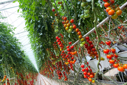 Wholesum greenhouse tomatoes