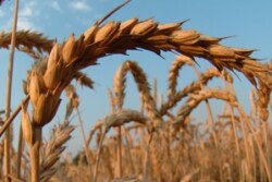 wheat