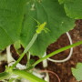 Wholesum organic seeds