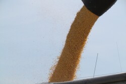 unloading grain