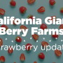 CA Giant strawberry update_0.jpg