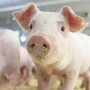 Piglet