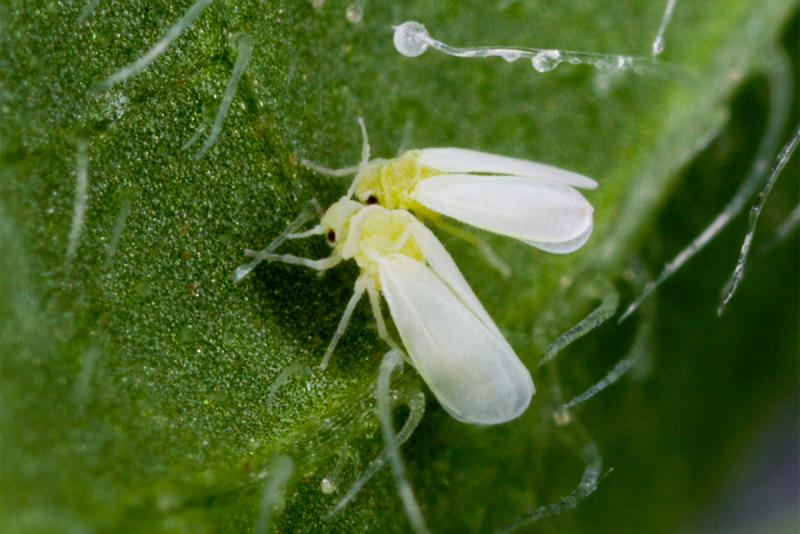 silverleaf whiteflies on a leaf