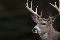 Deer.MaineDWP.jpg
