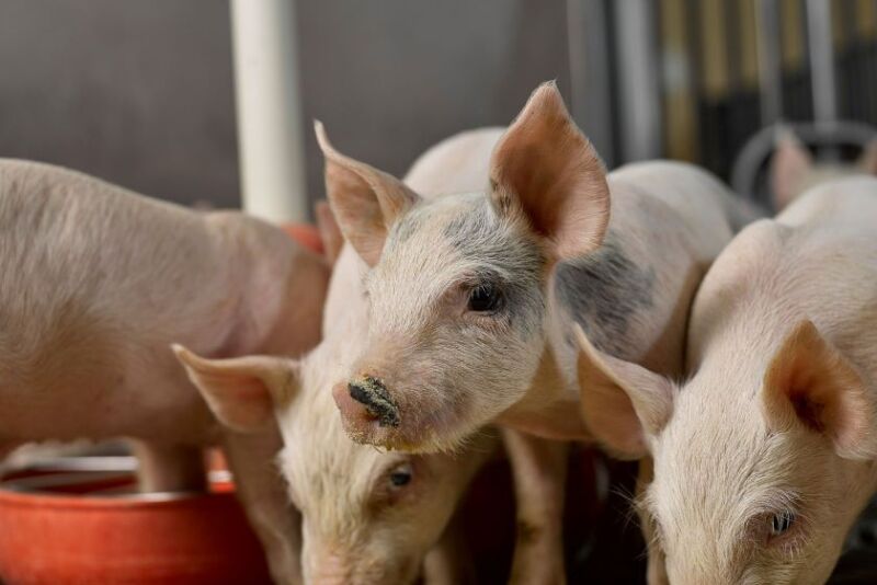 Lower-than-expected farrowing intentions, unless offset by pigs per litter pushing still higher, should translate into lower inventories.