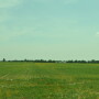 Healthy demand for a thin farmland market props up values 