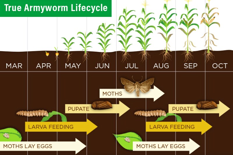 This is the lifecycle for true armyworm. The timing is specific to Indiana, but it can be used to estimate approximately when you might see the pest in your fields.