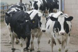 British_dairy_cows_NFU_12-2014