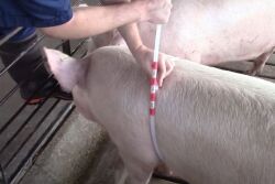 Heart Girth Tube by NC State University
