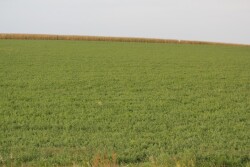 alfalfa
