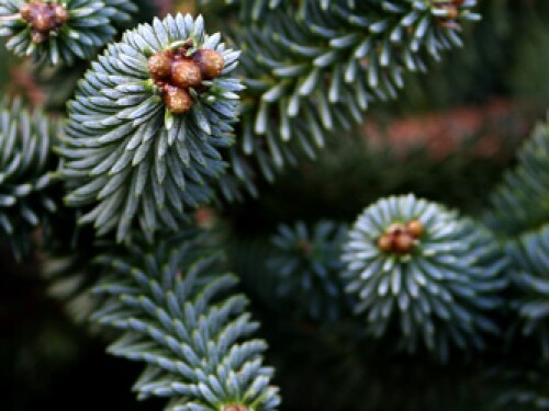 christmas_tree_closeup.jpg
