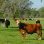 Cattle_Florida