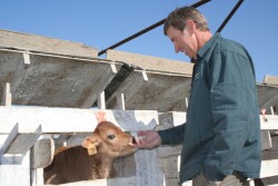 Dairy_producer_with_calf