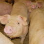 CAFO pigs