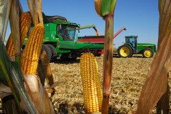 corn harvest