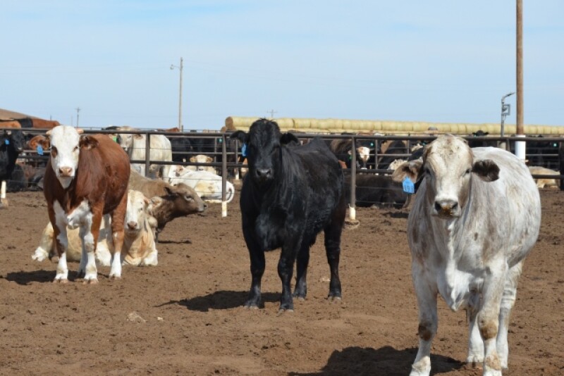 BT_Feedlot_Cattle