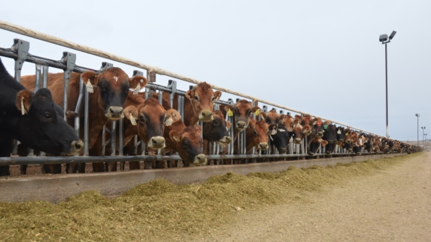 The 365 Day Forage Ration - Dairy Herd