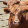 Feedlot steers