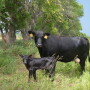 BT_Cow_Calf