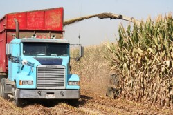 Silage harvest
