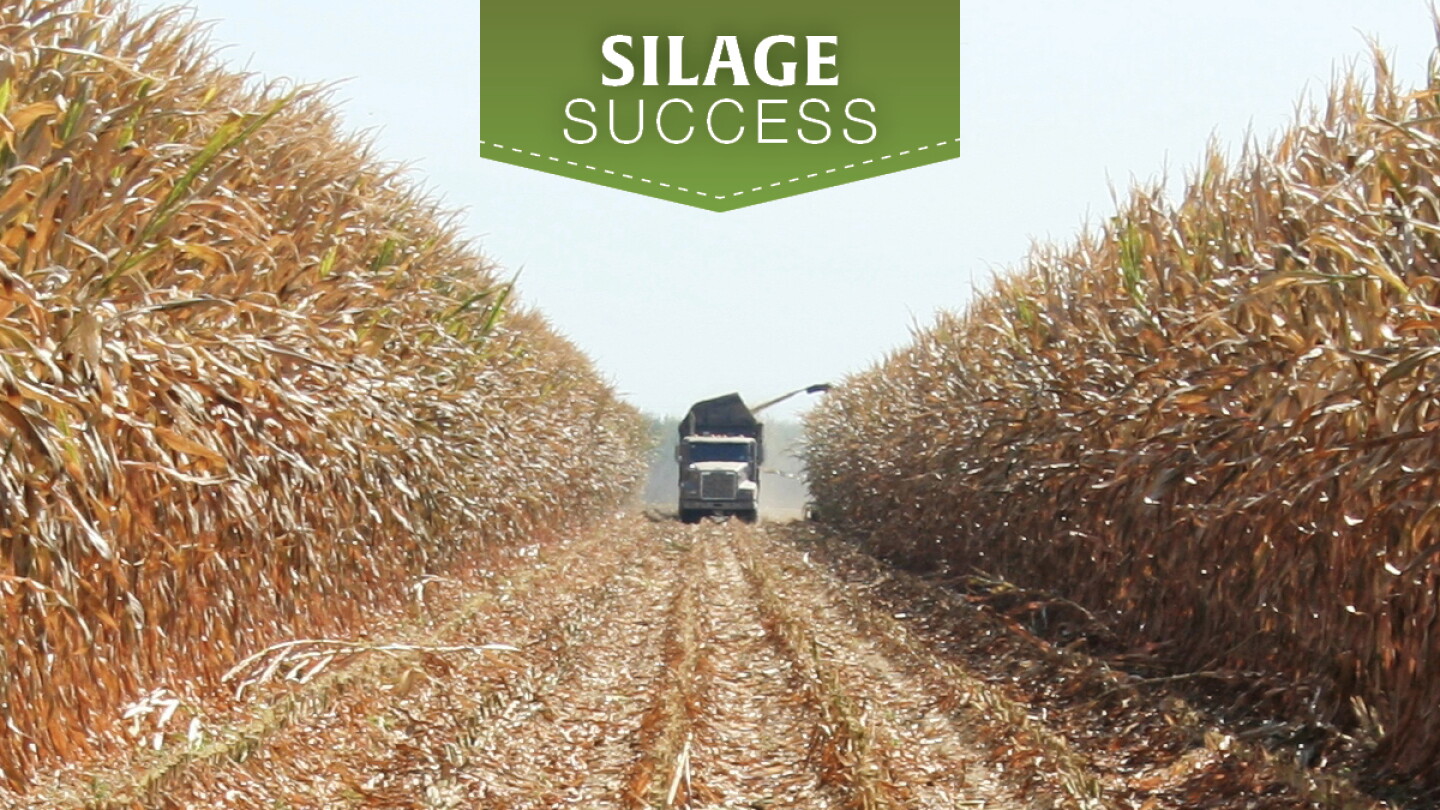 Too Wet or Too Dry? The Balancing Act of Harvesting Corn Silage