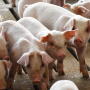 Cash-traded feeder pig reported volume was below average this past week, with 3,139 head reported. Cash feeder pig reported prices were $85.89, down $2.66 per head from last week.