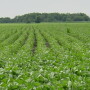 soybean field