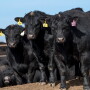 GAR bulls