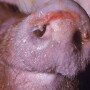 African Swine Fever continues to impact herds in Europe.