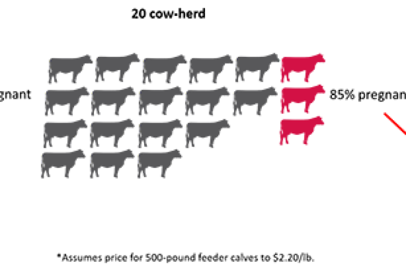 Even for a 20-cow herd, a drop from 100% cows pregnant to 85%, has big financial implications. 