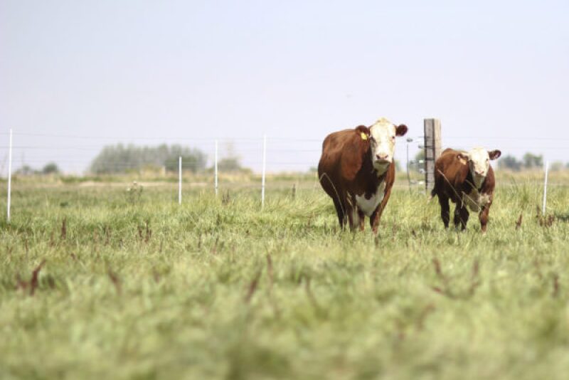 Hereford cow-calf.