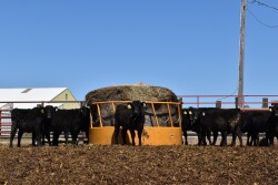Hay Supply