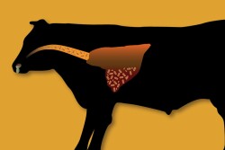 Veterinarians should be prepared to safely and effectively continue providing services to their clients and maintain clinic business continuity in the face of an FAD outbreak.