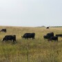NDSU-10-cows-grazing.jpg