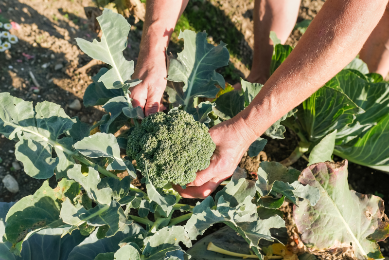 Broccoli Solution Indianapolis Fruit deploys iceless solution for broccoli shipments ...