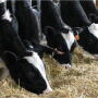 dairy cow lineup