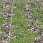 Weeds can thrive even in cooler soils.