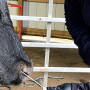 BRD accounts for about half of all feedyard deaths