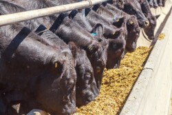 Beef Feedlot_Adobe Stock