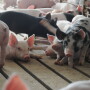 Hog finishing