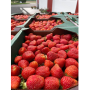 polter berry farms