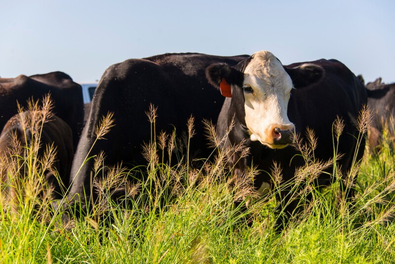 cows on grass 