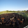 BT_GoPro_Stocker_Cattle_Loading