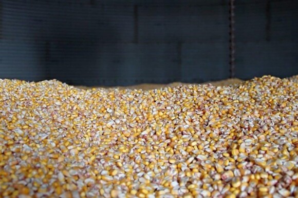 Corn in bin