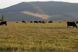 Range cows
