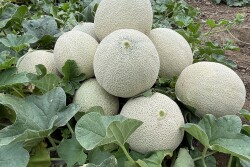 Melons from Sol Marketing