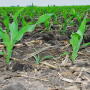 corn stand count