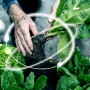 Image depicting agtech and farming, food production