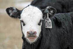 Calves
